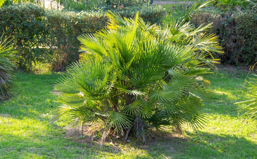 COMMENT ENTRETENIR SON PALMIER ?