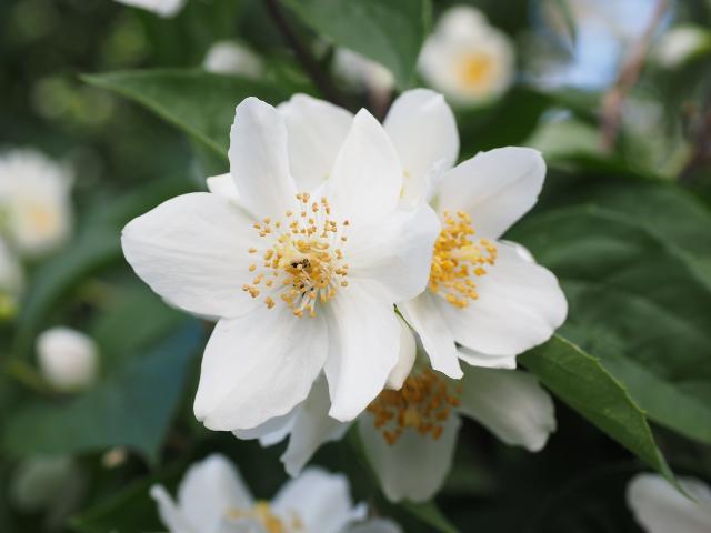 Semaine des fleurs pour les abeilles