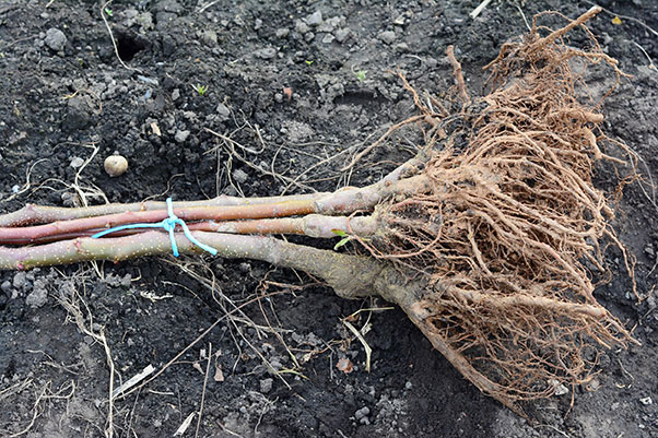 Comment faire un pralinage des racines : recette, avantages et méthode