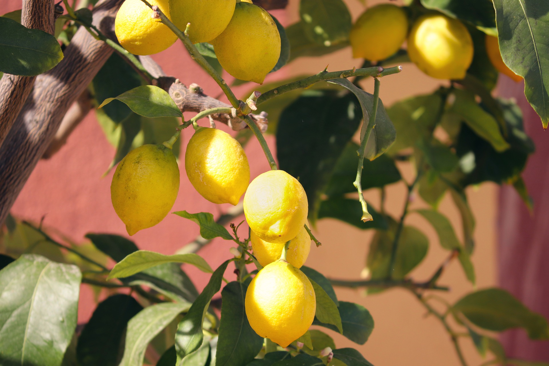 TOUT SAVOIR SUR LES CITRONNIERS