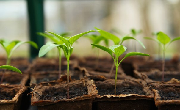 LES BASES DU JARDINAGE