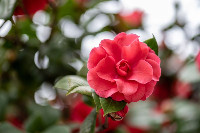 Tout savoir sur le camélia : variétés, plantation et entretien