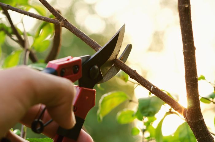 Pourquoi éclaircir ses arbres fruitiers ?