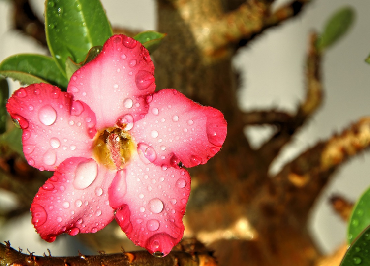 CES PLANTES QUI NE DEMANDENT (PRESQUE) PAS D’ENTRETIEN