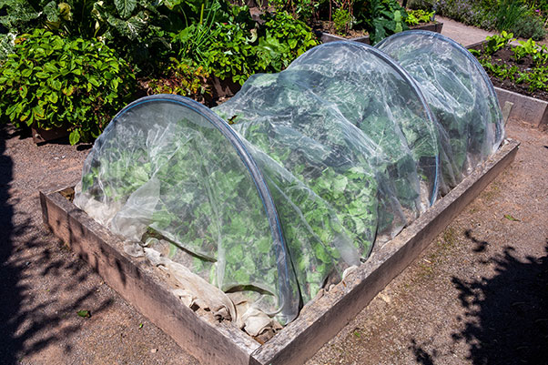Que semer en février au potager ? - 5 idées de légumes et de plantes