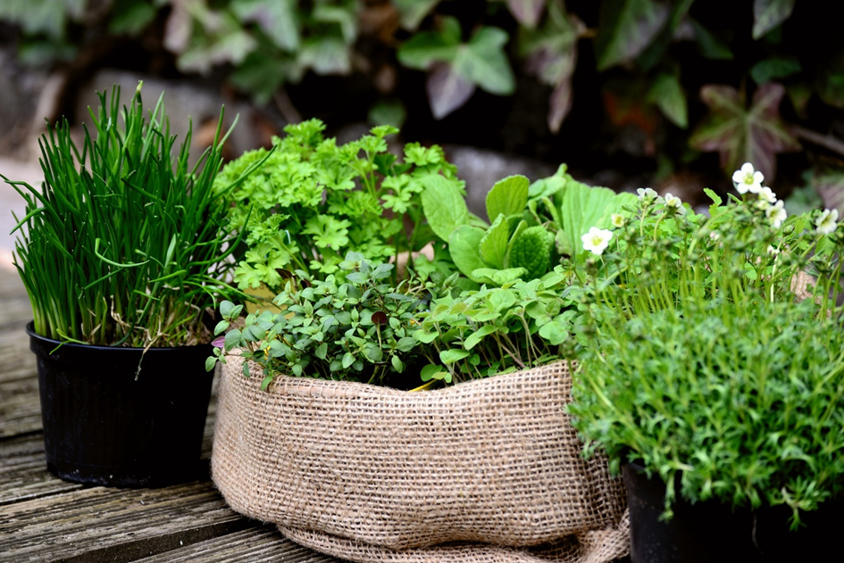 TOUT SAVOIR SUR LES PLANTES AROMATIQUES