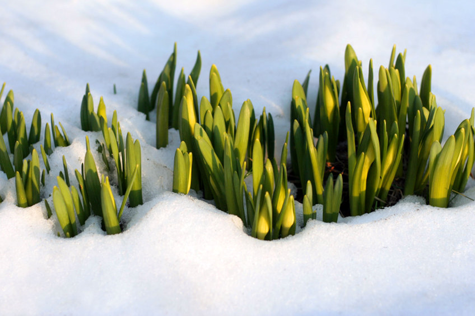 Prendre soin de ses plantes en hiver