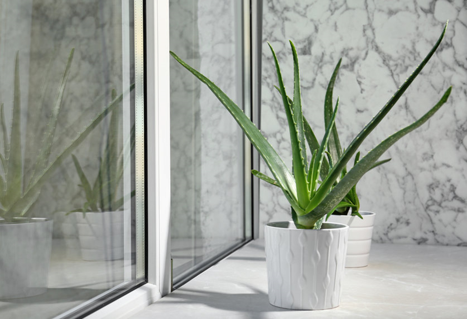 Quelles plantes choisir pour décorer son intérieur ?
