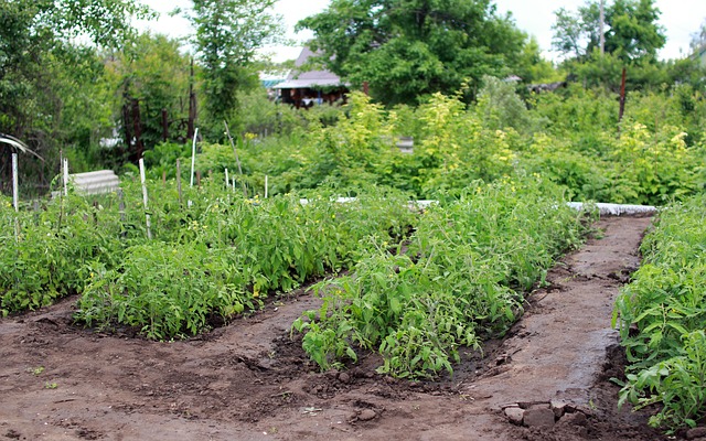 5 légumes insolites à cultiver pour rendre votre jardin unique !