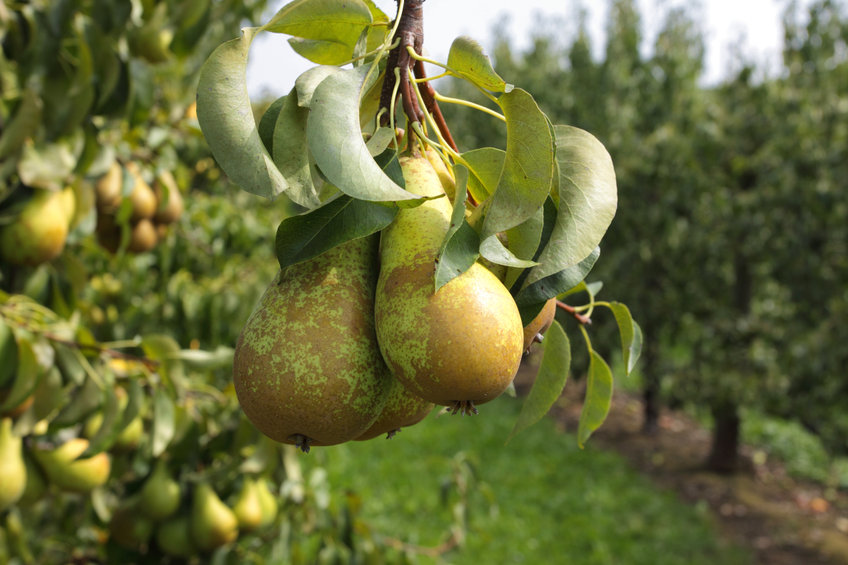 Top 6 des bienfaits de la poire