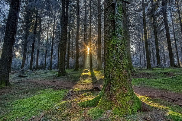 4 moyens de lutter contre le lichen et la mousse sur vos arbres et arbustes