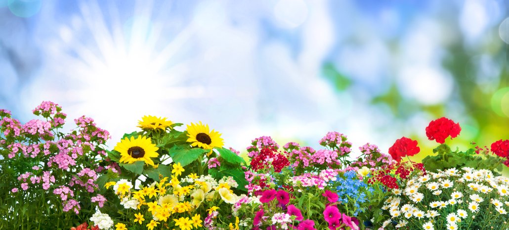 Top 5 des fleurs d’été à cultiver chez vous ?
