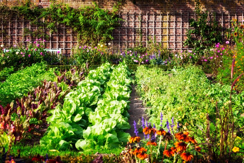 5 fruits et légumes de saison à récolter en août dans votre potager
