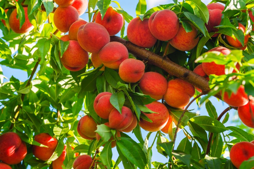 Les 5 bienfaits de la pêche qui rendent ce fruit incontournable