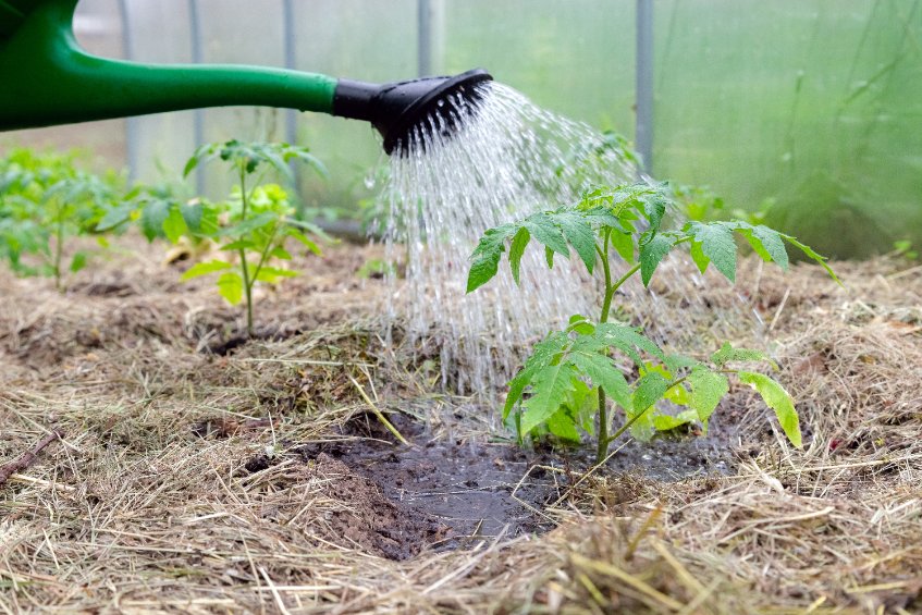 Comment mettre du paillage dans le jardin ?