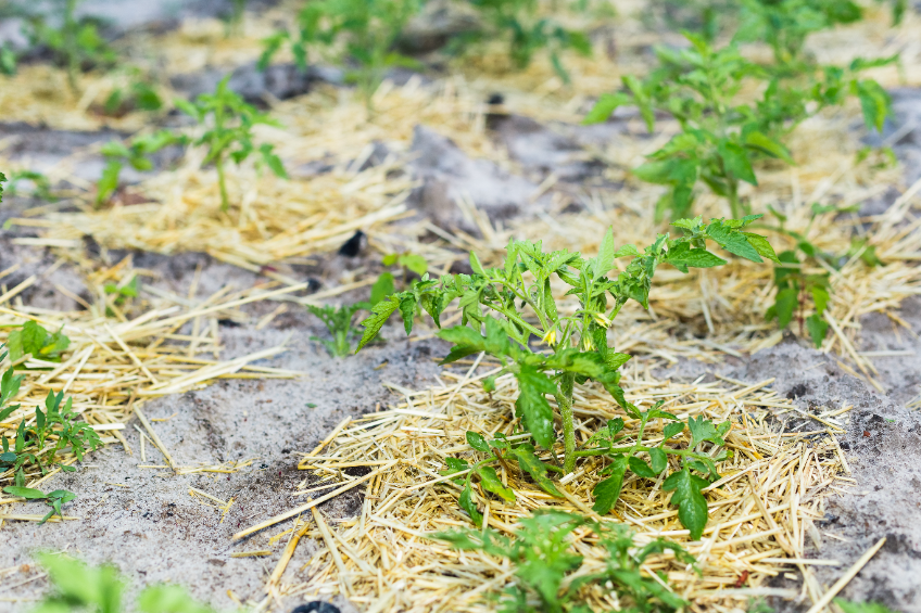 Comment mettre du paillage dans le jardin ?