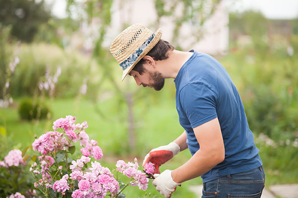 5 conseils pour réussir l’entretien de vos rosiers au printemps