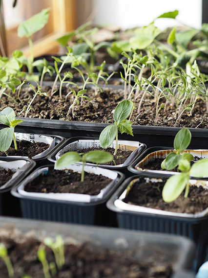 Quels légumes et plantes aromatiques semer en godets ? – 5 idées