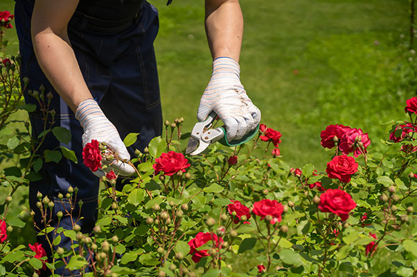 6 traitements naturels efficaces contre les maladies et les parasites des rosiers