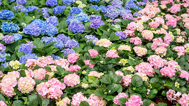 4 conseils pour créer un massif de fleurs d’été
