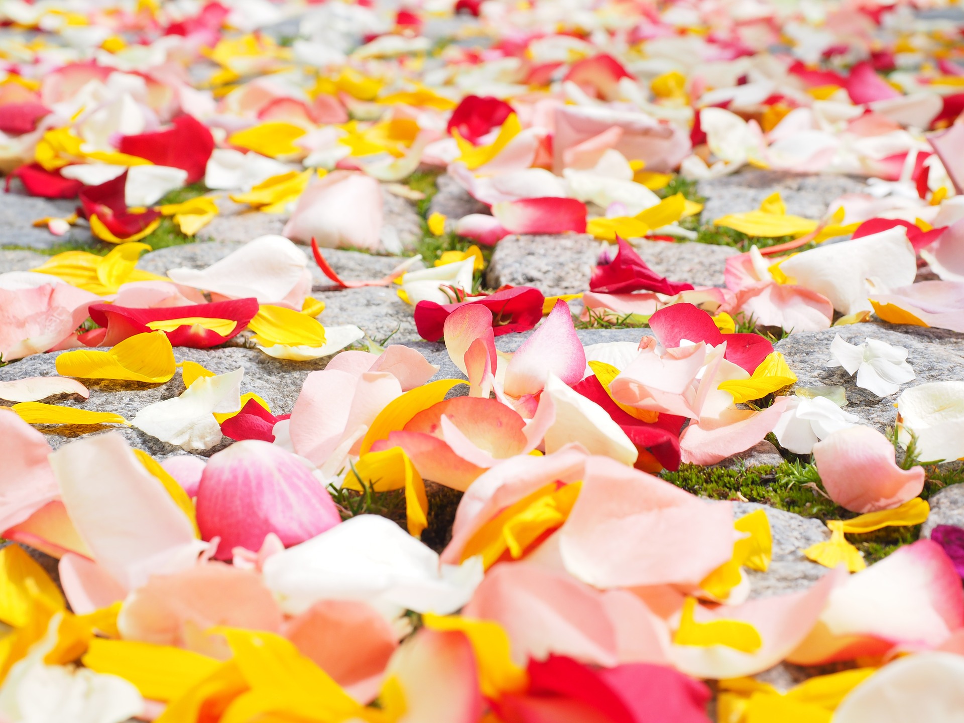 La ROSE : Reine des fleurs