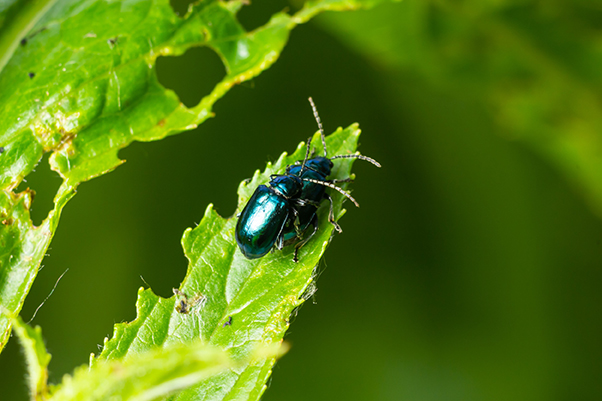 Comment lutter contre les altises ? - 6 pratiques naturelles 