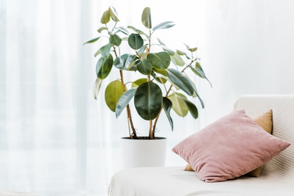 Assurer la bonne santé de vos plantes vertes