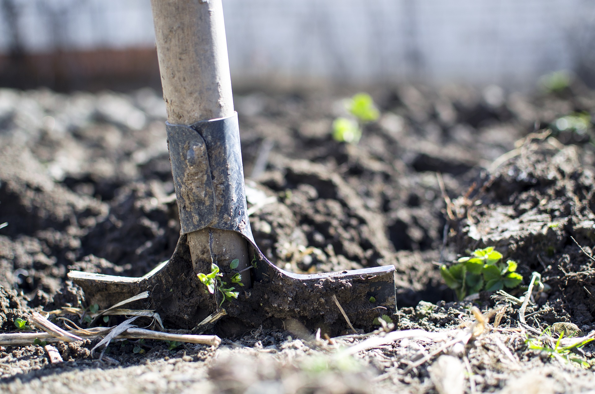 Que réaliser dans son jardin en février ? Partie 1