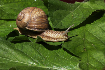 Comment éviter que les escargots ou limaces mangent vos plantes ?