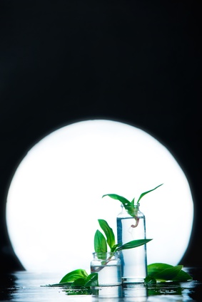 Jardiner avec la Lune en avril