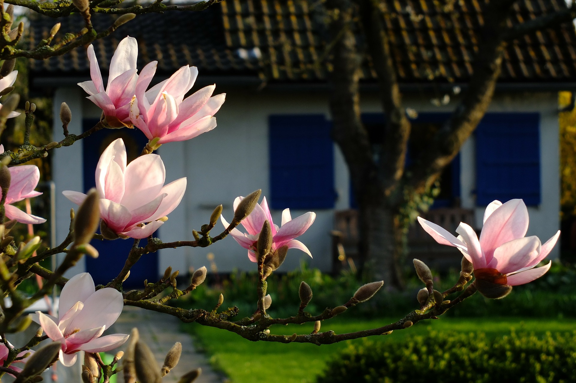 QUE FAIRE AU JARDIN AU MOIS DE MAI ?