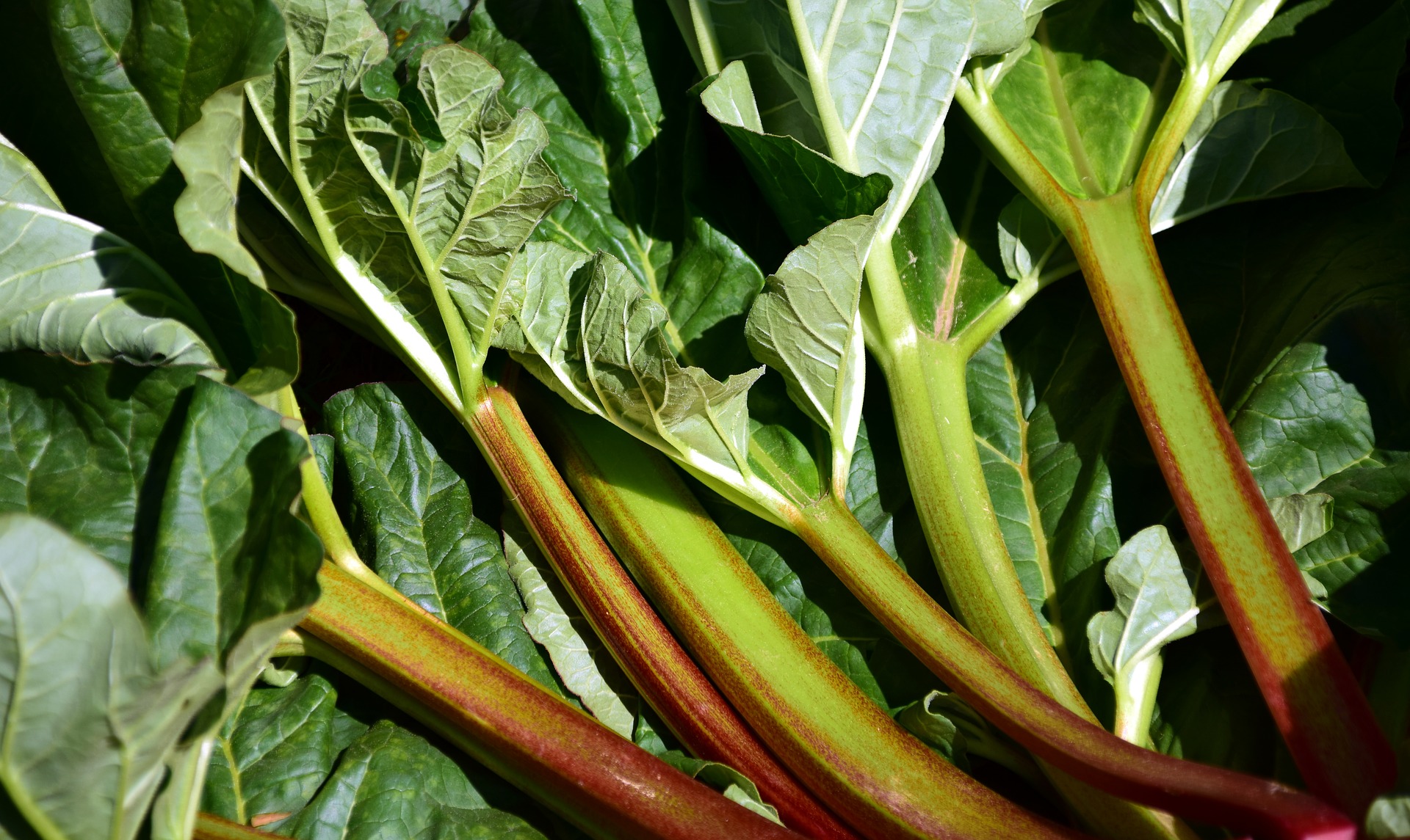 Recette de cuisine : la tarte à la rhubarbe !