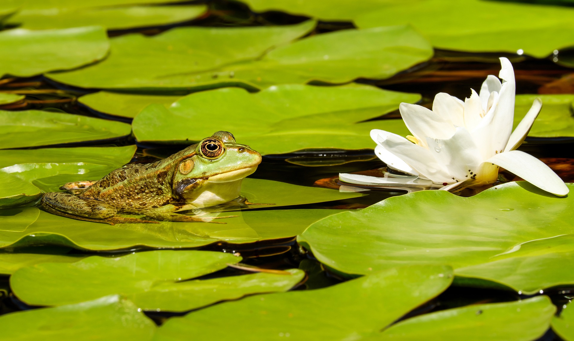 Les animaux utiles aux jardins
