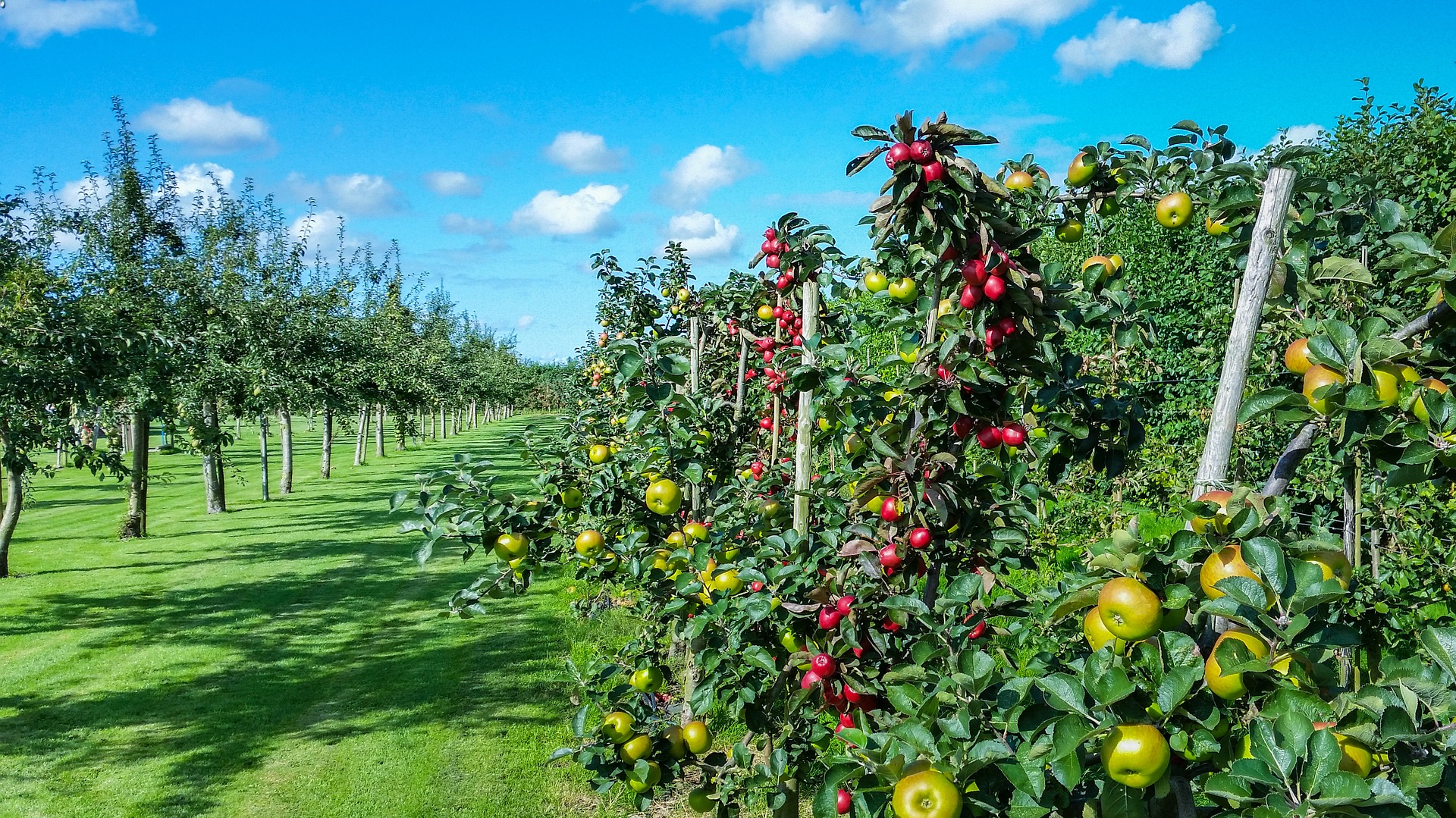 Que faire au jardin en Juin ? Partie 1