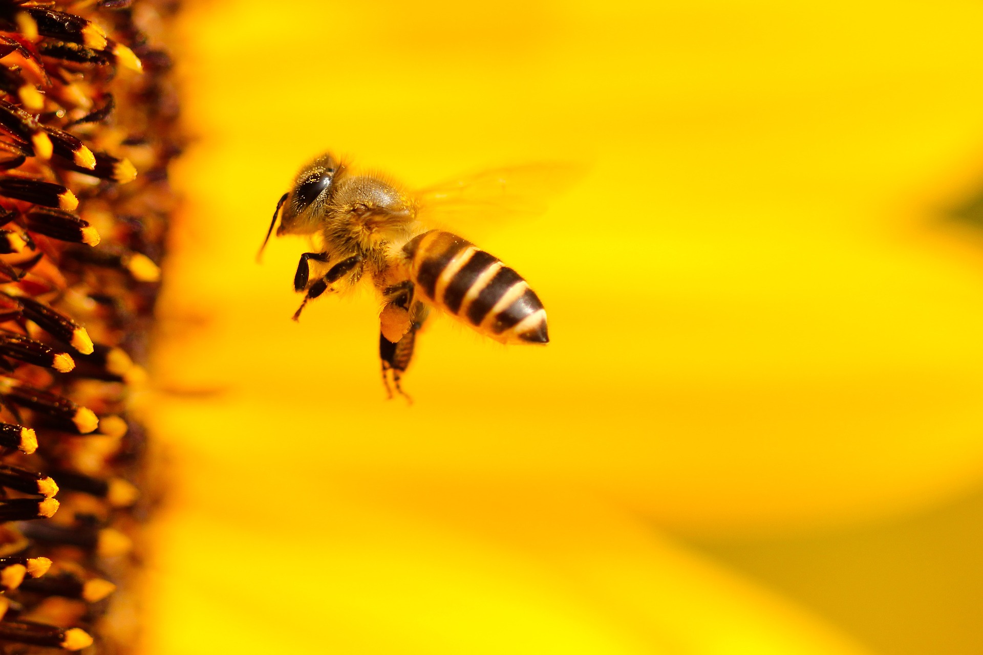 Protéger les abeilles