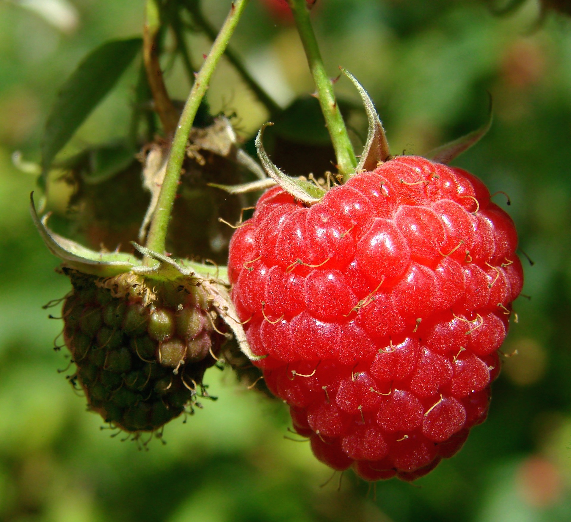 Que faire au jardin en Juillet ?