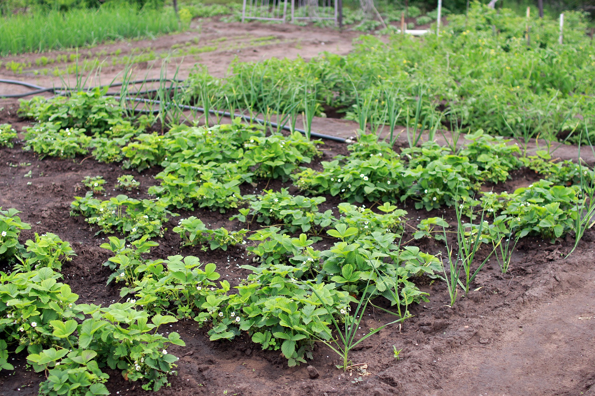 Réaliser son premier potager