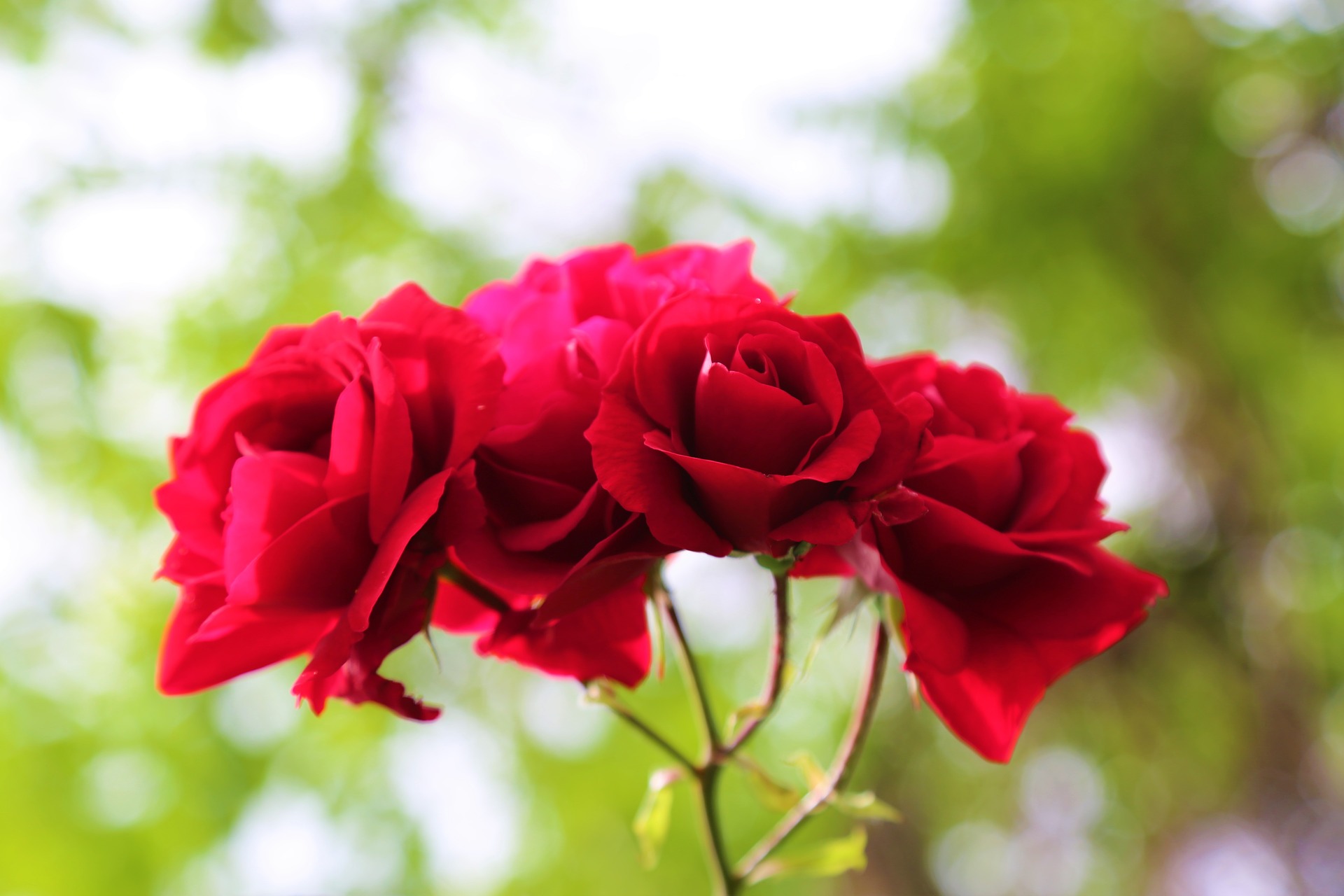 COMMENT SOIGNER SES ROSIERS ?