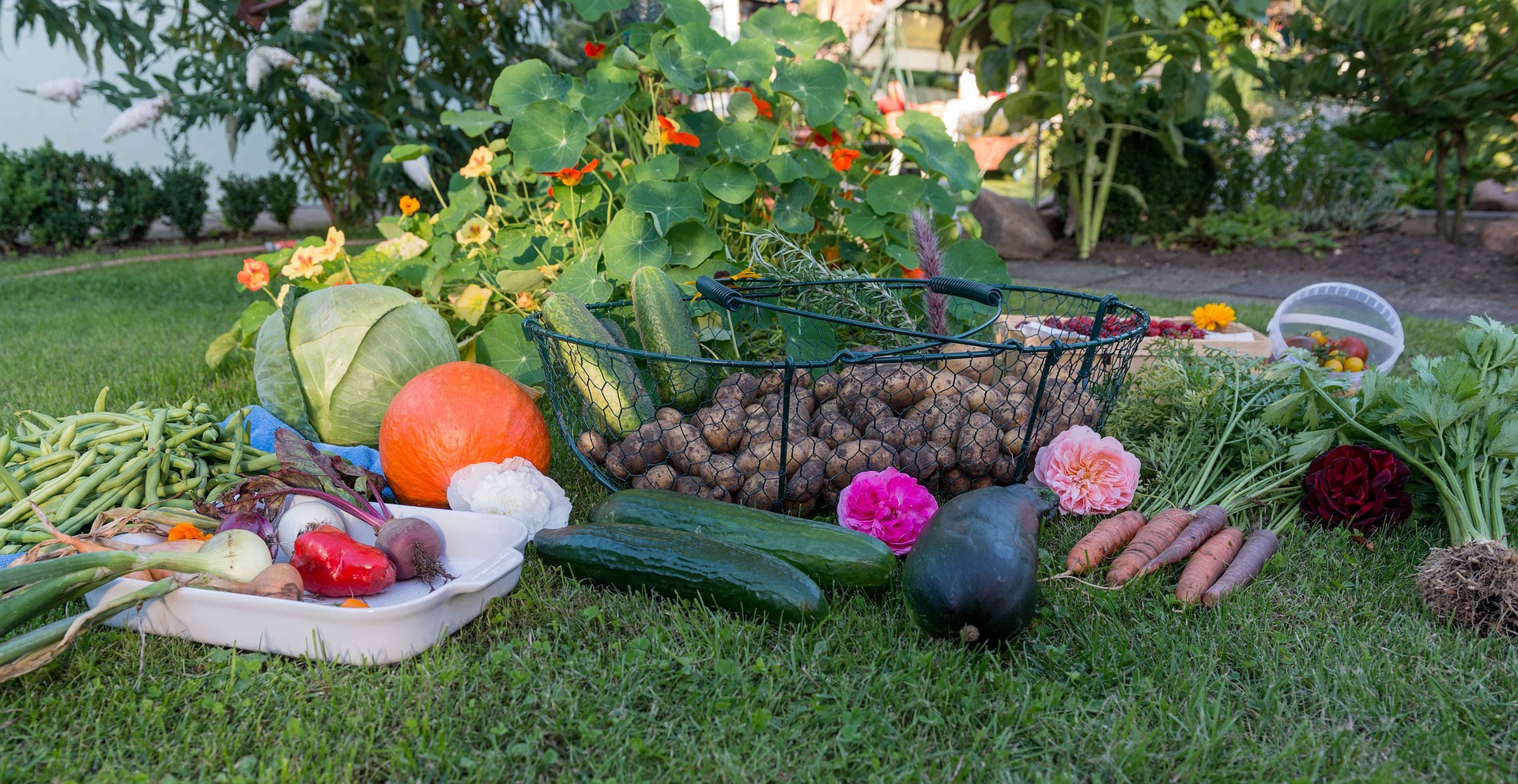 L'automne et le potager !