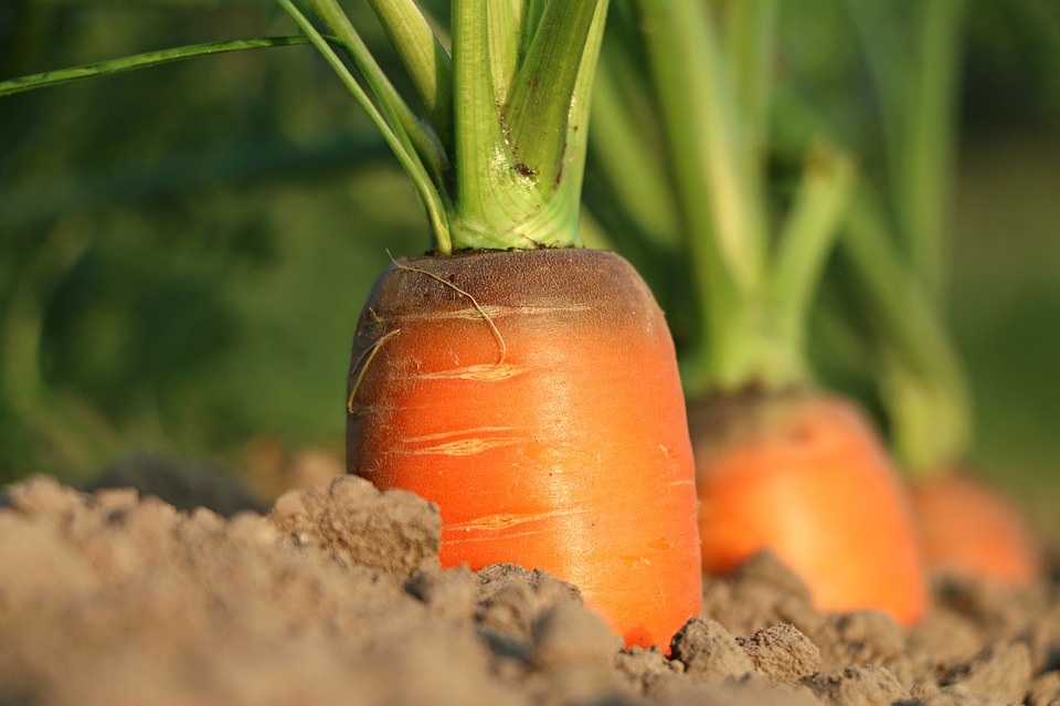 LUBRIZOL : COMMENT GÉRER SON POTAGER APRÈS L’INCENDIE ?