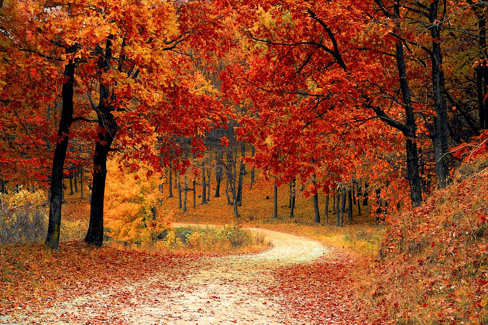 RECETTE D'UN PLAT D'AUTOMNE