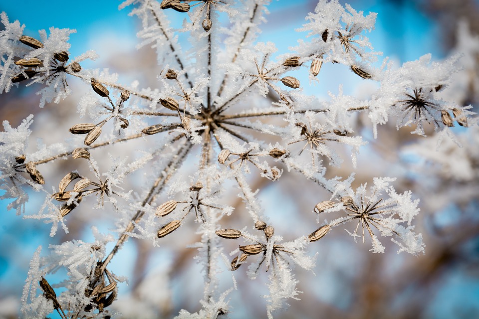 COMMENT PROTÉGER SES PLANTES DU FROID ?