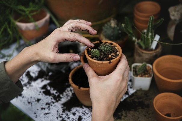 10 conseils d'entretien pour ses plantes d'intérieur (Épisode 1)
