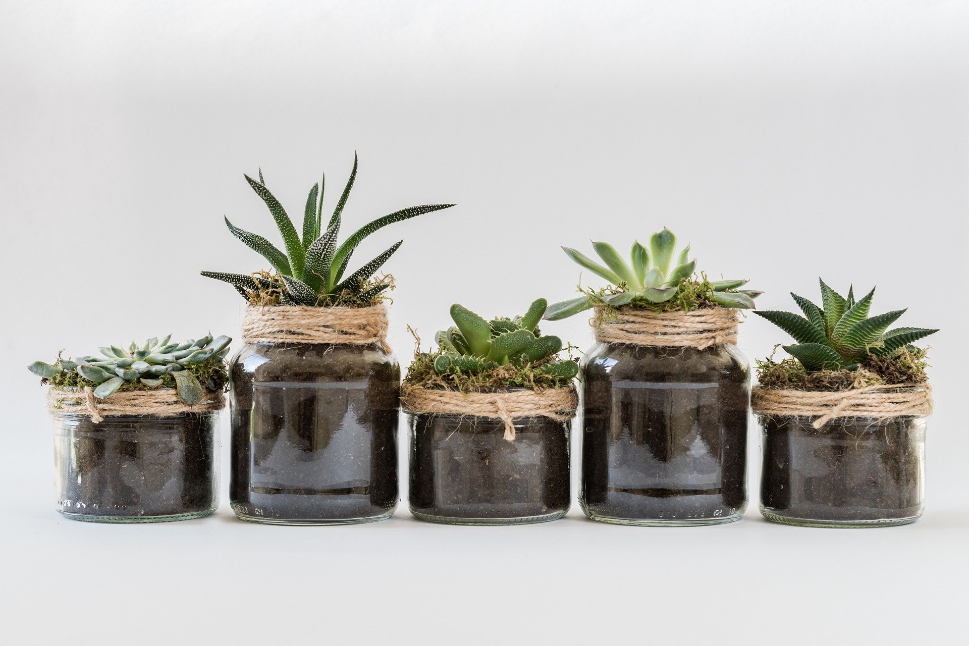 10 conseils d'entretien pour ses plantes d'intérieur (Épisode 2)