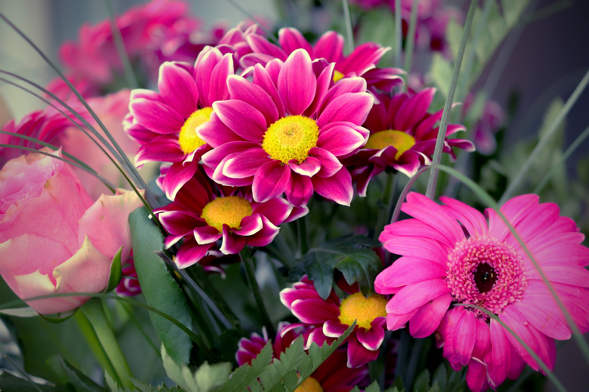 LES PLUS BELLES FLEURS POUR LA SAINT-VALENTIN