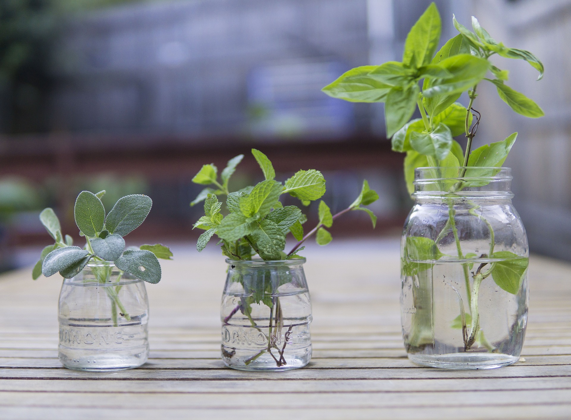 LES PLANTES MÉDICINALES À CULTIVER DANS SON JARDIN