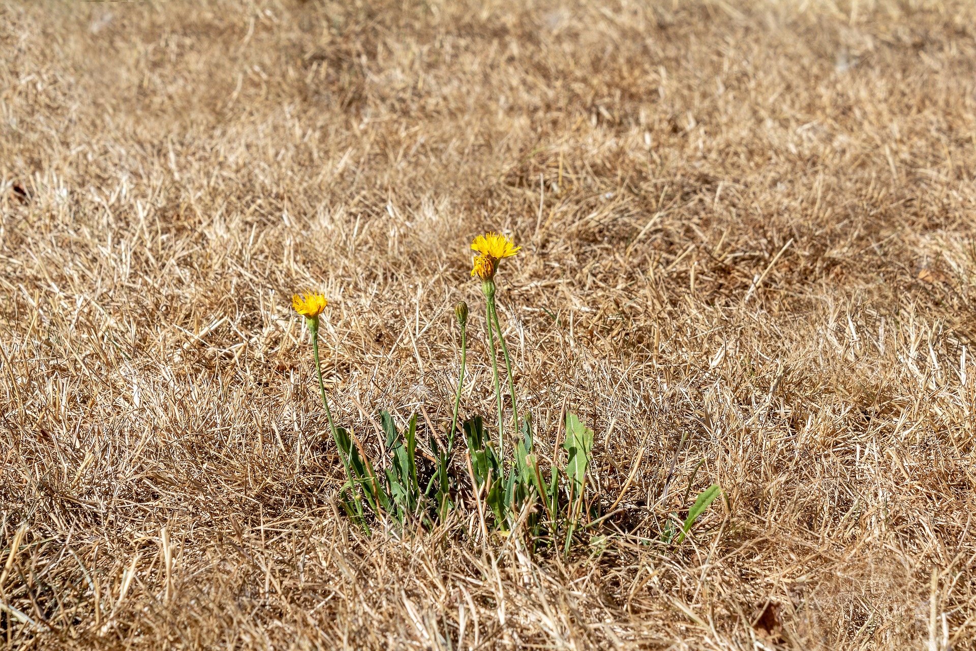 SÉCHERESSE AU JARDIN : QUE FAIRE ?