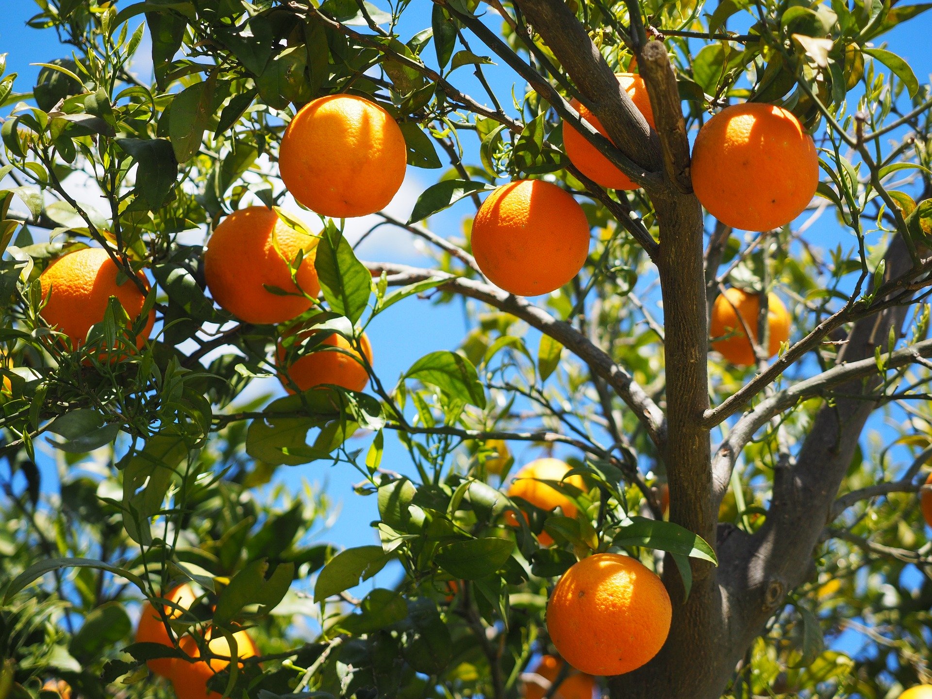 COMMENT AMÉLIORER LA QUALITÉ DE SES FRUITS ?