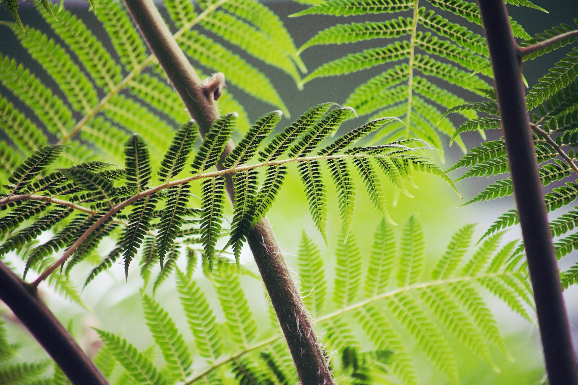 7 PLANTES ADAPTÉES À UN JARDIN OMBRAGÉ