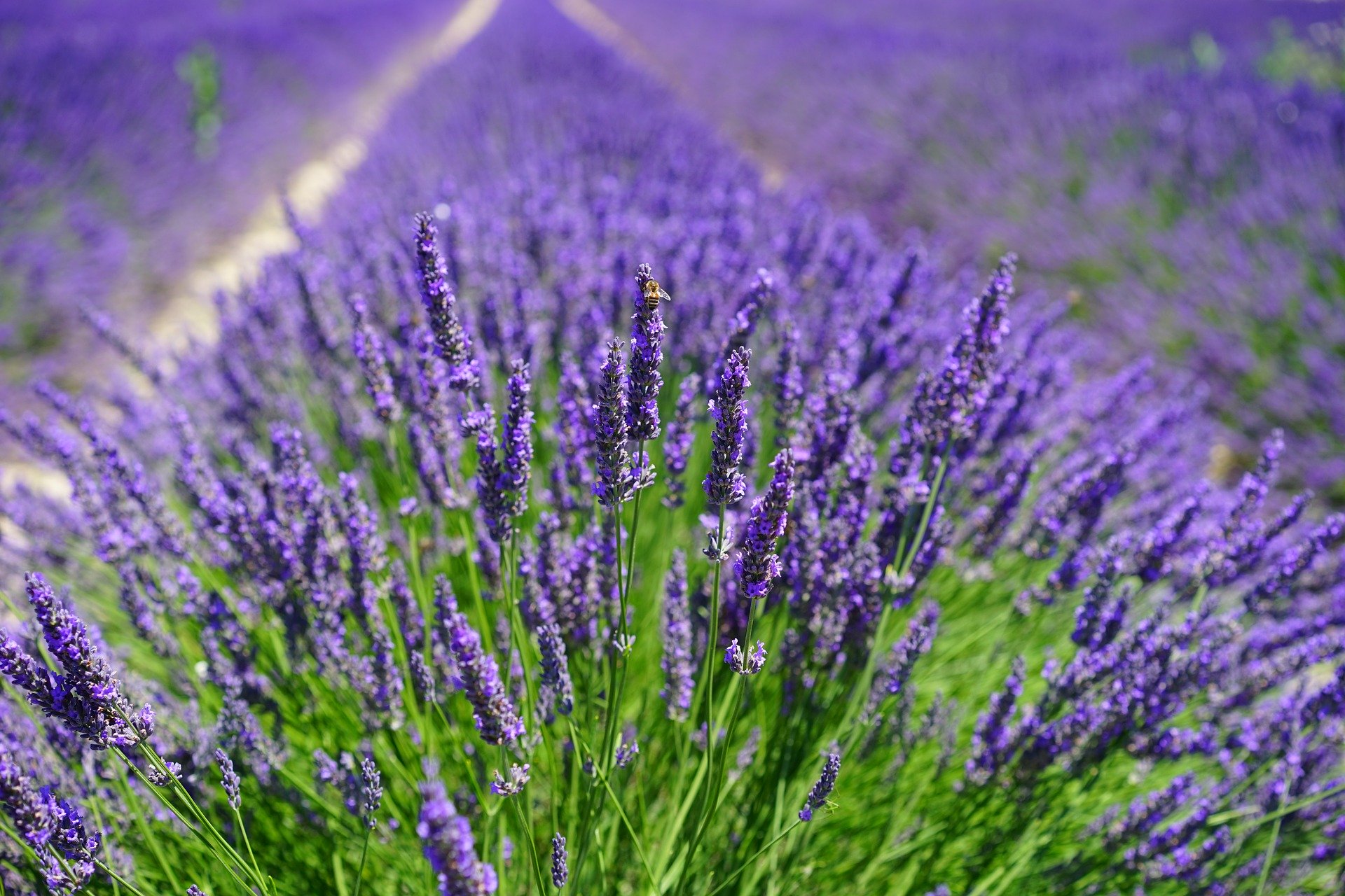 4 RAISONS D'ACCUEILLIR DES PLANTES SAUVAGES DANS VOTRE JARDIN